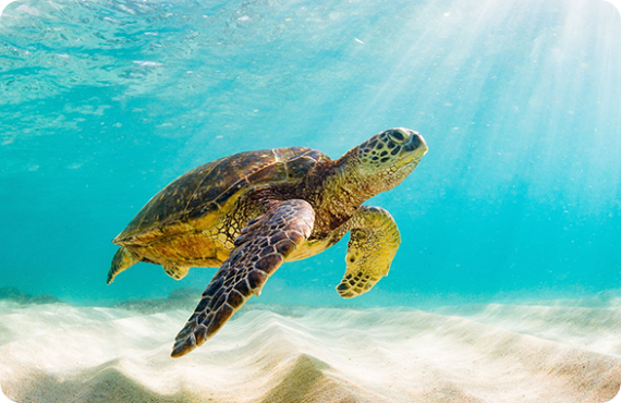 Madurot travel_Turtle expedition tour_Expiriences_Expiriences