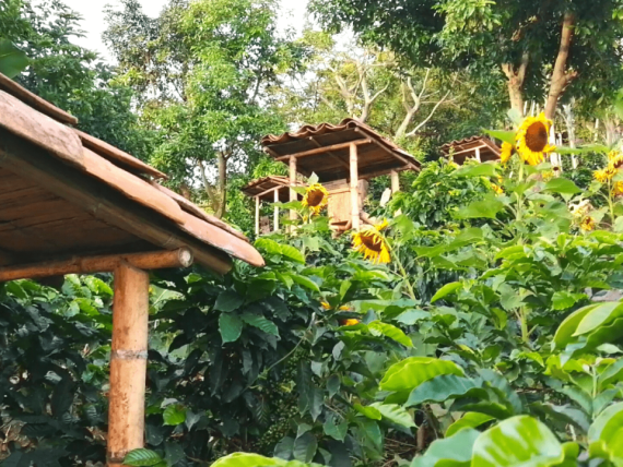 Beekeping tour - Maduro Travel