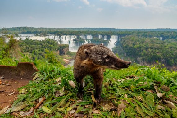 Wildlife in Iguazú National Park